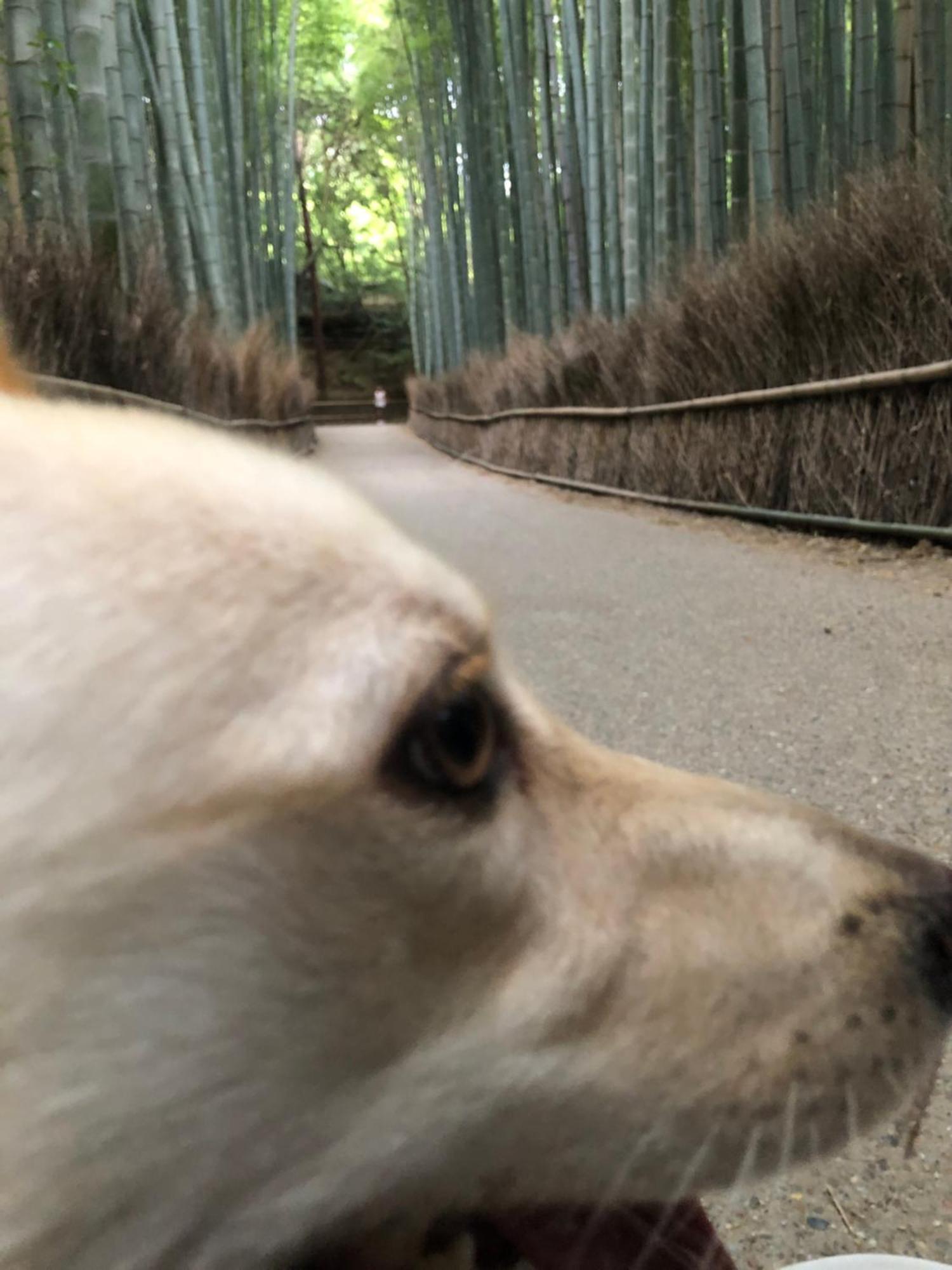 Tsubame-Ya Hotel Kyoto Luaran gambar